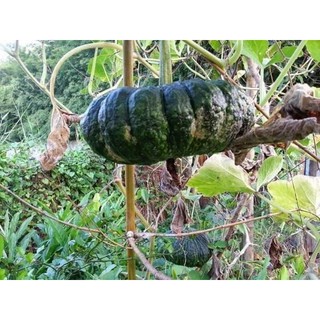 Hạt Bí Đỏ Da cóc F1 - Gói 2 gram