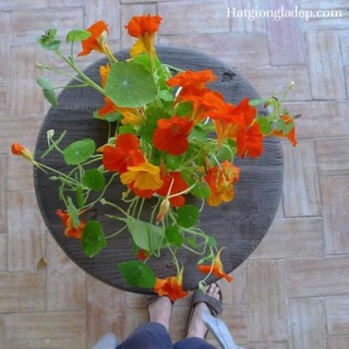 Hạt Giống Hoa Sen Cạn - 5 Hạt