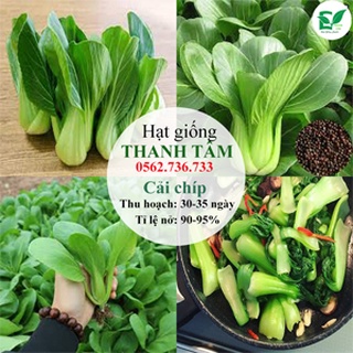 Combo 6 loại hạt giống - 55.000 (tặng kèm 20 hạt Cải Kale Khủng Long)
