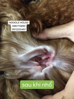 Bột nhổ lông tai thú cưng Petis