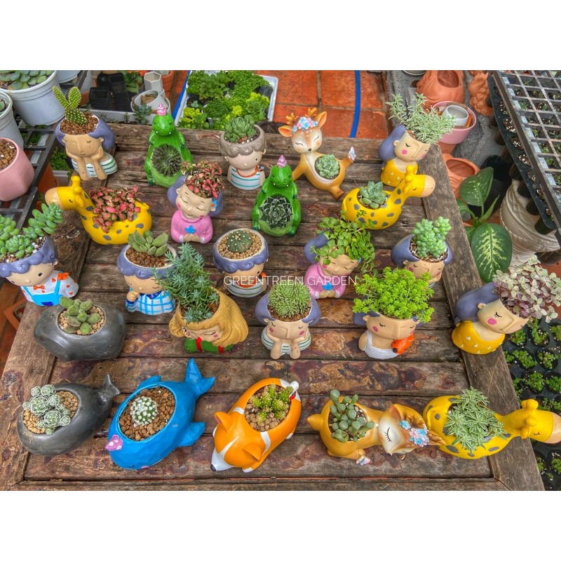 Chậu kèm cây trang trí