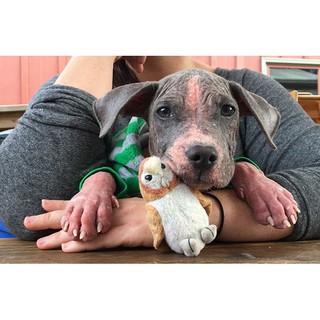 Sữa tắm FAY Medicare