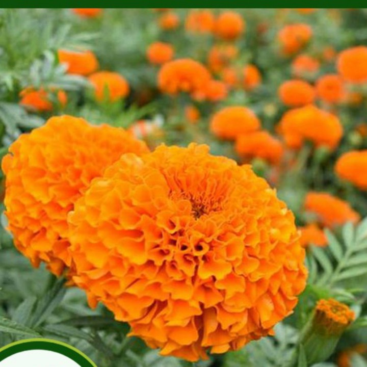 Phân Bón Lá Gibber 4TB GA3 - Gibberellic Acid 100% 5gram