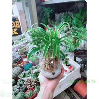 Chậu cây lan chi thủy sinh