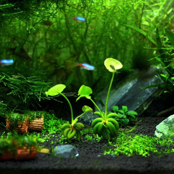 Trang Chuối thủy sinh - Cây Thủy Sinh dễ trồng không Co2