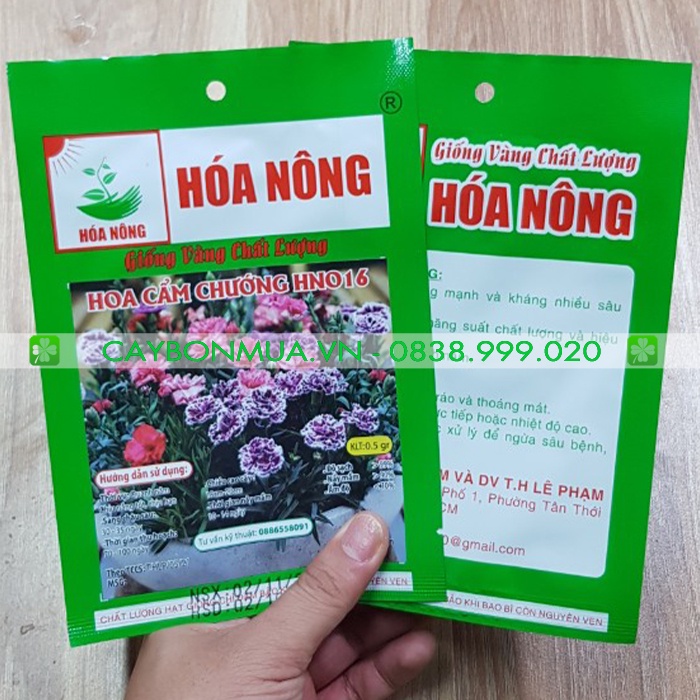 Hoa Cẩm Chướng HN016 [ Giống vàng chát lượng ] Gói 0,5gr