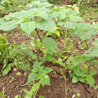 Hạt Giống Cây Tầm Bóp _Lồng Đèn