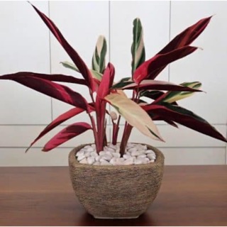 Cây chuối hoàng yến- Trang trí sân vườn- Decor-Phong thuỷ-Cây hoa kiểng Đồng Tháp