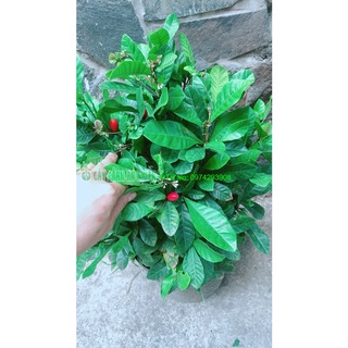 Cây thần kỳ lớn