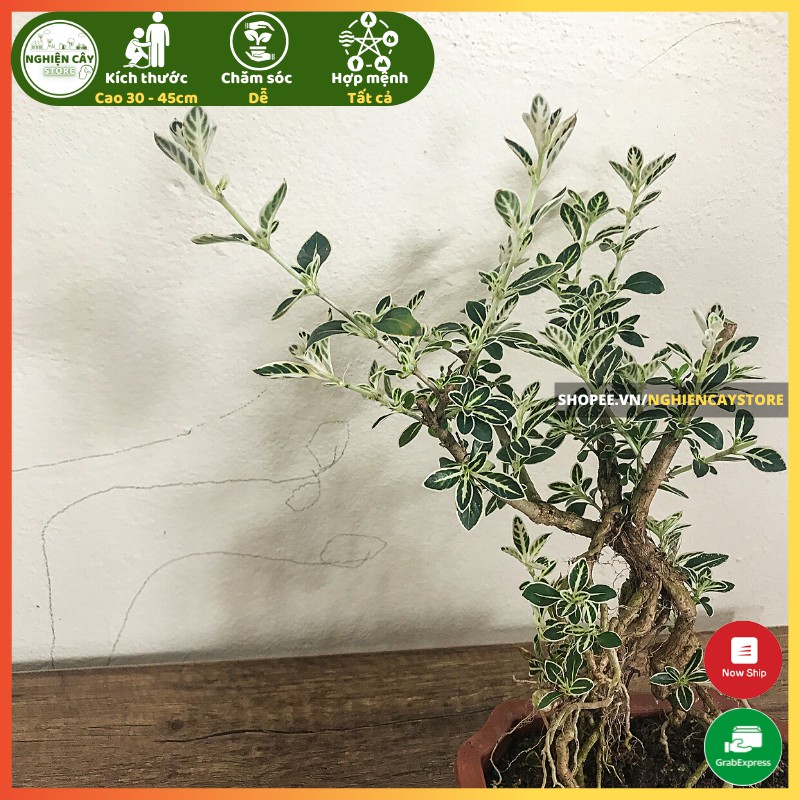 Cây bạch tuyết mai bonsai để bàn thanh lọc không khí, trang trí tiểu cảnh