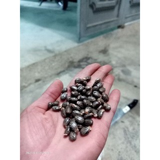 Hạt thầu dầu tía