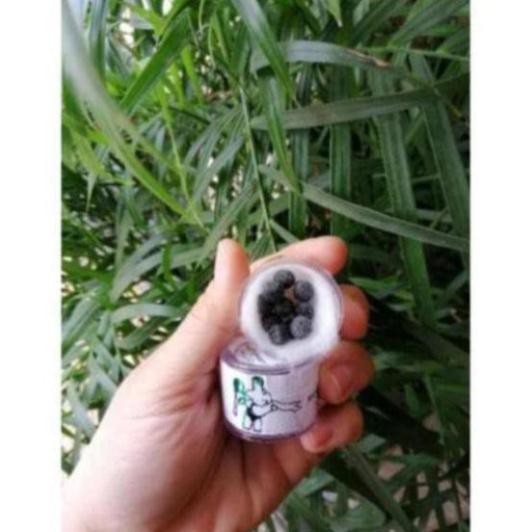 Vien se khit Thái Lan