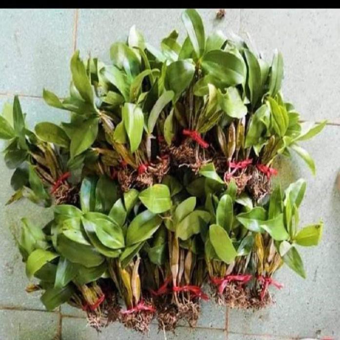 Sản Phẩm Hoa lan kiều vuông