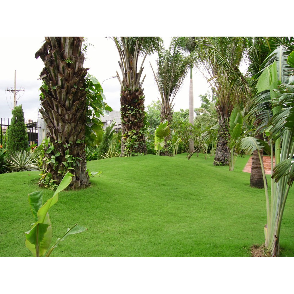 CỎ NHUNG NHẬT - 1 gói/ 5 gram