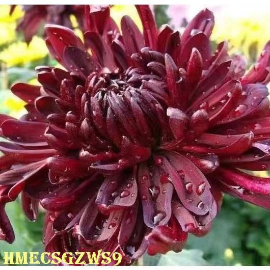 Hạt giống hoa cúc tái thảo quý hiếm, nở bốn mùa, tỷ lệ nảy mầm cao 100h