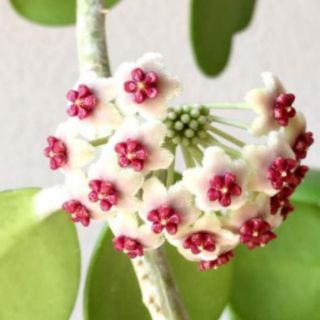 Lan cẩm cù tim xanh