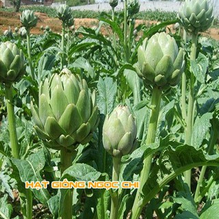 Hạt Giống Atiso Xanh (Hạt Giống Ngọc Chi) - 5 Hạt