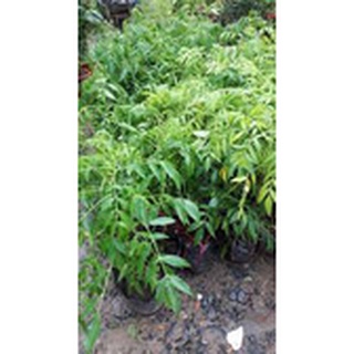 CÂY CÓC BAO TỬ THÁI LÙN