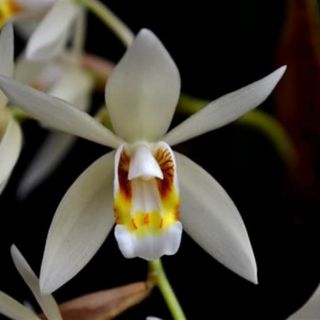 Lan Thanh Đạm rừng tây nguyên