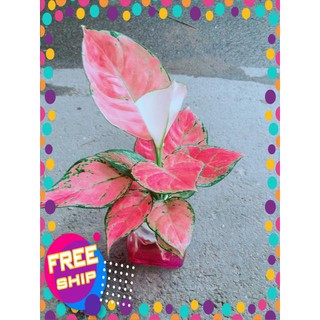 Chậu Vạn Lộc Thuỷ Sinh