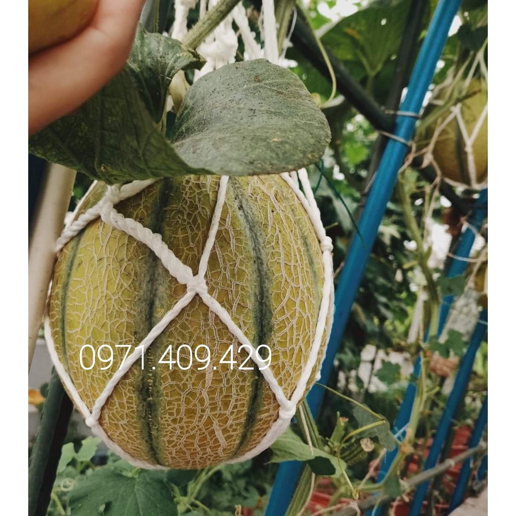 Túi lưới đựng dưa, đựng quả, túi lưới đỡ dưa lưới