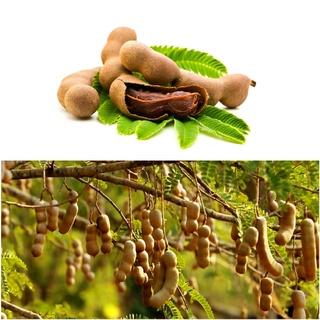 CÂY GIỐNG ME THÁI SIÊU NGỌT [ THỰC SINH SIÊU QUẢ ].