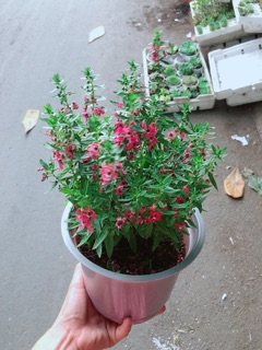 Chậu hoa lưu ly