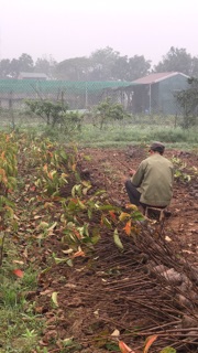 Cây Hồng Đỏ