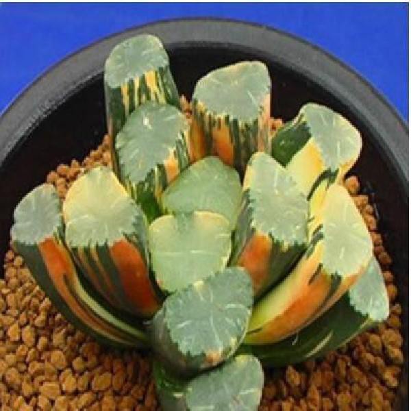 Hạt giống sen đá mọng nước kím tân 50h