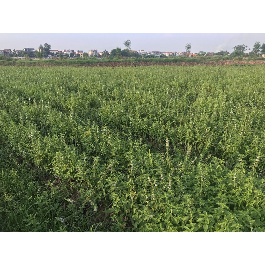 Tinh dầu bạc hà kẹp khe gió cửa gió điều hòa ô tô nguyên chất an toàn Nesfarm TDBHK8