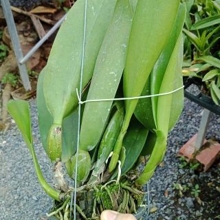 Lan Cattleya hoa sổ chậu lớn sắp hoa