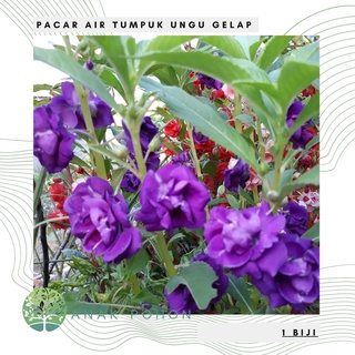 Hạt giống bóng nước hoa hồng tím đậm Balsam Impatiens Balsamina