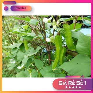 Hạt giống Đậu rồng (gói 10g)