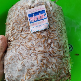 Combo 10 meo nấm rơm Thần