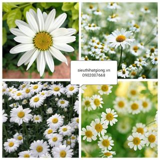 100 hạt 🌱🌱 giống cúc chi trắng - rau củ quả trồng tại vườn, sân thượng, nông trang, ban công
