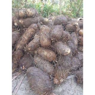 (1kg)KHOAI MỠ TÍM