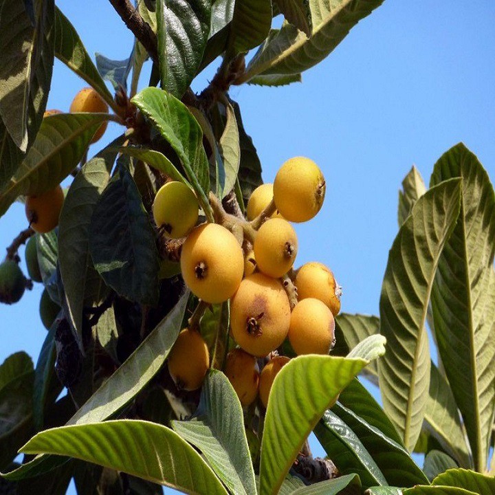 Cây giống quý Biwa siêu trái
