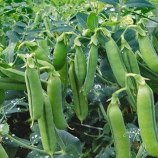 Hạt giống đậu hà lan cao sản gói 50gram - STHG2