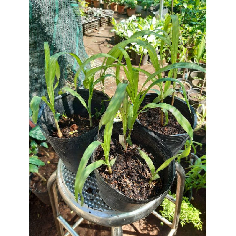 Combo 2 bụi mía lau 3-4 cây/bụi