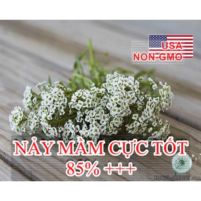 100h Hạt Giống Hoa Ngàn Sao Thảm Tuyết (C4.103| B20*V33)