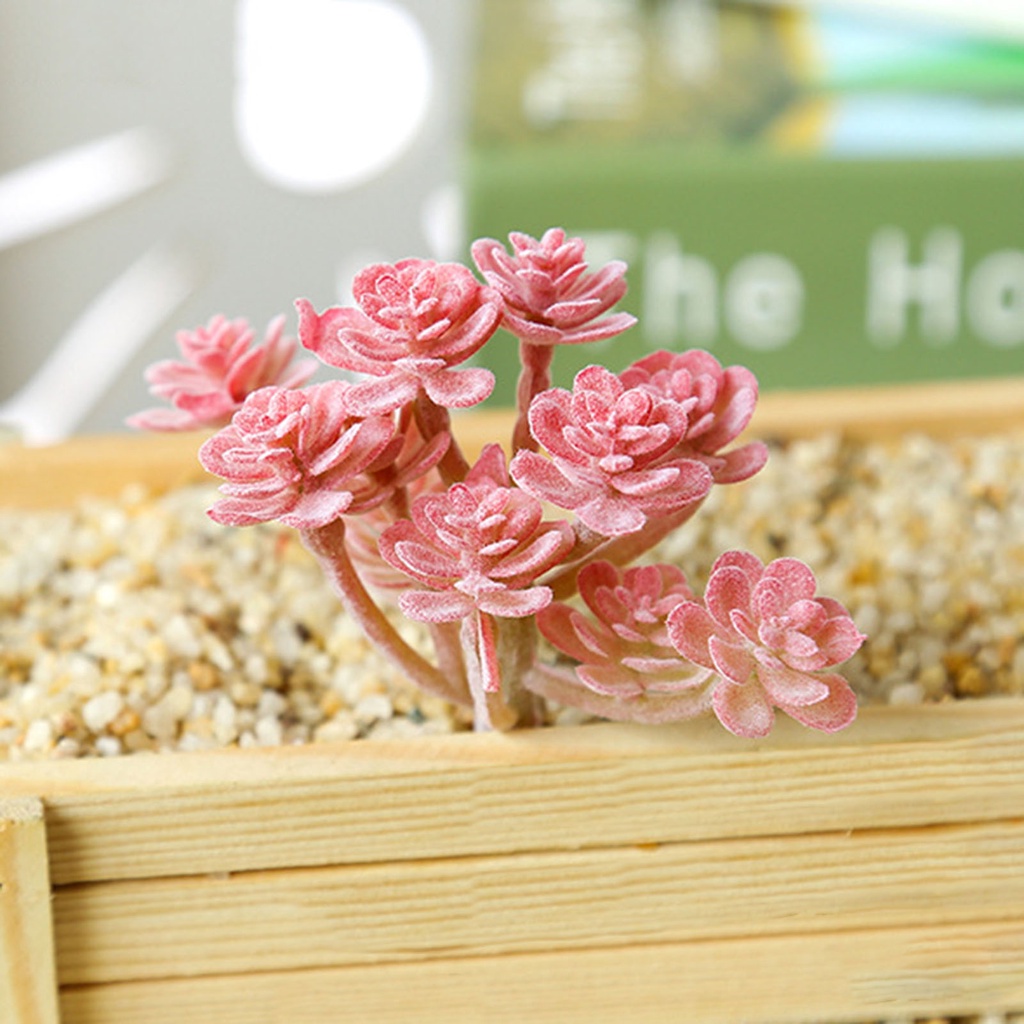 1 Cây Mọng Nước Không Phai Bằng Nhựa Trang Trí Tiệc