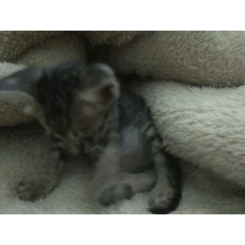 con mèo cute phô mai que giá trên trời (2)