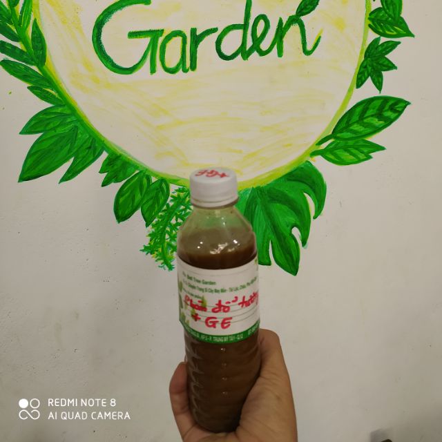 Phân đỗ tương + GE (chuối+nha đam) chai gần 350ml. giúp nhiều chồi hoa, hoa to, bền màu, tán cây cứng cáp, cải tạo đất.