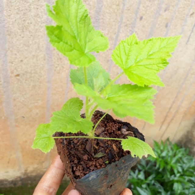 5 cây giống mâm xôi