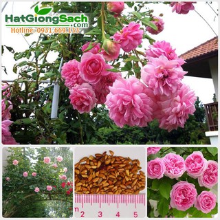Hạt Giống Hoa Hồng Leo Pháp nhiều màu (gói 10 hạt)