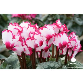 Hạt giống hoa Anh Thảo Trắng Viền Hồng F1