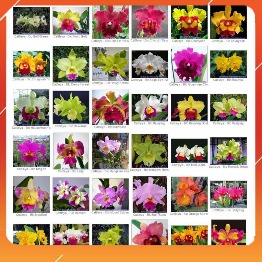 [BÁN CHẠY] Lan Cattleya Giống nhiều màu, hoa bông to đại cực thơm giá siêu rẻ