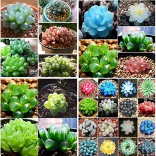Gói 20 hạt giống sen đá kim cương nhiều loại nhiều màu