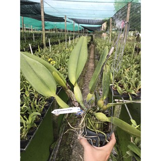 Cattleya Wangnamkeaw Delight