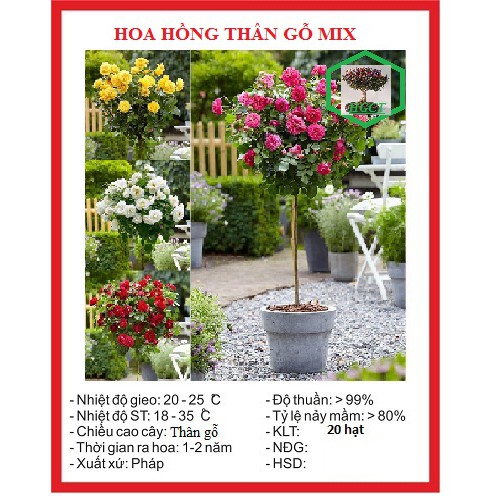 Hạt giống hoa hồng thân gỗ nhiều màu 20 hạt - kèm 3 viên nén ươm hạt - DC